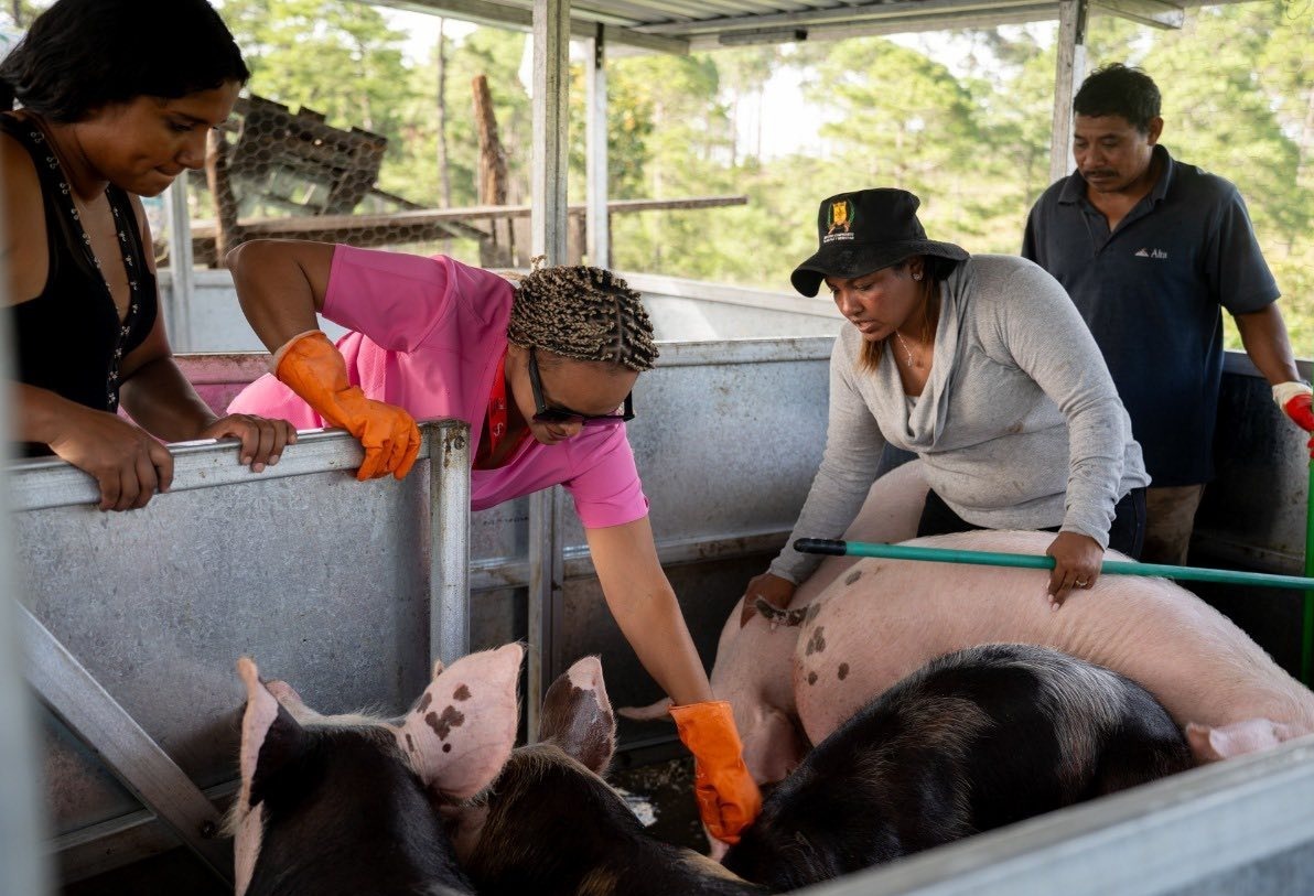 Gobierno impulsa modernización porcina con entrega de cerdos de genética mejorada en 2025

 